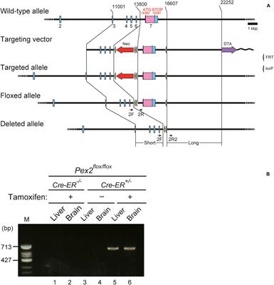 Peroxisome Deficiency Impairs BDNF Signaling and Memory